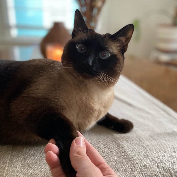 Meet your Posher, Samantha - Picture 5 of 5